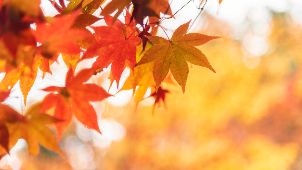 Summery fall warmth continues Thursday in Twin Cities ahead of weekend cooldown — WCCO / CBS Minnesota, Grand Prairie Community news