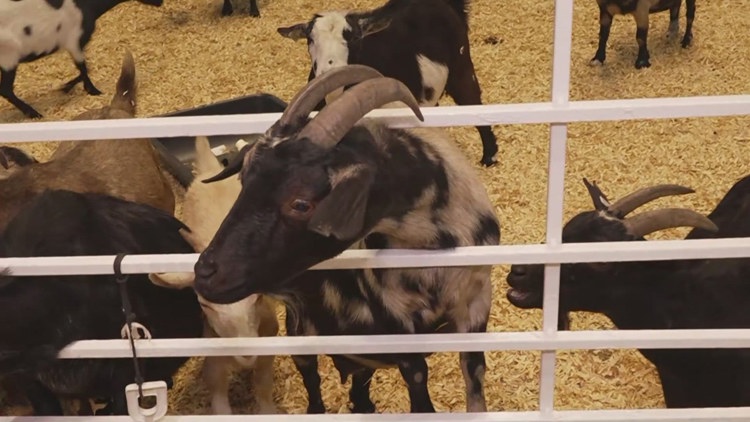 Health officials investigate E. coli cases possibly linked to State Fair of Texas petting zoo — Grand Prairie Health news
